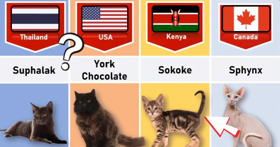 Which Country Cat Breed Are You? ๐ฑ๐
