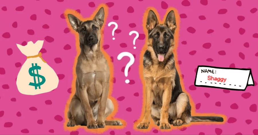 How Much Is Your Pet's Name Worth?
